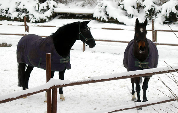 Kostolany und Schwalbenpower - im Trakehner Gestt Hmelschenburg, Foto: Beate Langels