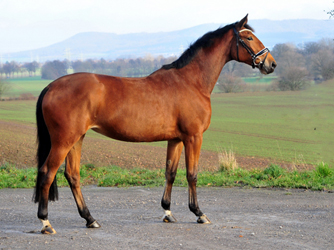 Kalena - Trakehner Mare by Honor du Soir out of Pr.a.StPrSt. Karena by Freudenfest - Foto: Beate Langels Trakehner Gestt Hmelschenburg