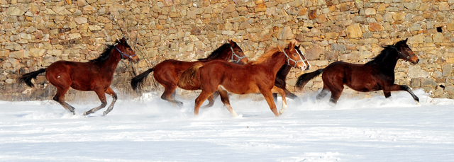 Die Gruppe der Jhrlingshengste im Gestt Hmelschenburg - 11. Februar 2021 - Foto: Beate Langels - 
Trakehner Gestt Hmelschenburg