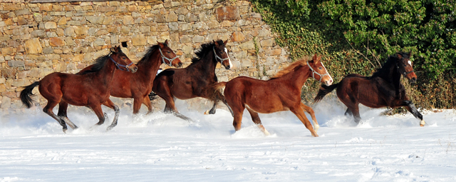 Die Gruppe der Jhrlingshengste im Gestt Hmelschenburg - 11. Februar 2021 - Foto: Beate Langels - 
Trakehner Gestt Hmelschenburg