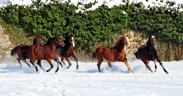 Die Gruppe der Jhrlingshengste im Gestt Hmelschenburg - 11. Februar 2021 - Foto: Beate Langels - 
Trakehner Gestt Hmelschenburg