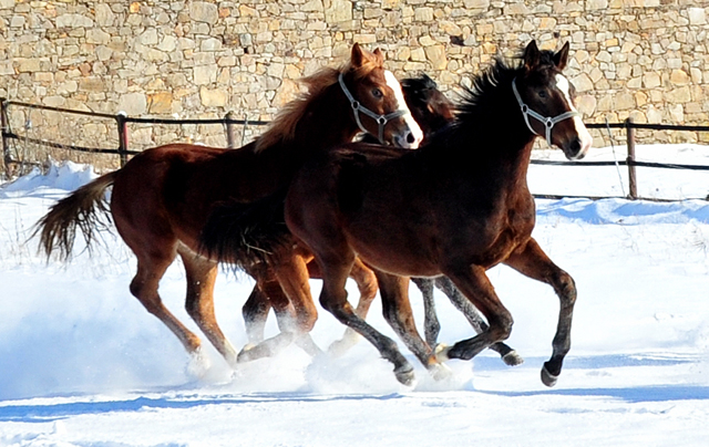 Die Gruppe der Jhrlingshengste im Gestt Hmelschenburg - 11. Februar 2021 - Foto: Beate Langels - 
Trakehner Gestt Hmelschenburg