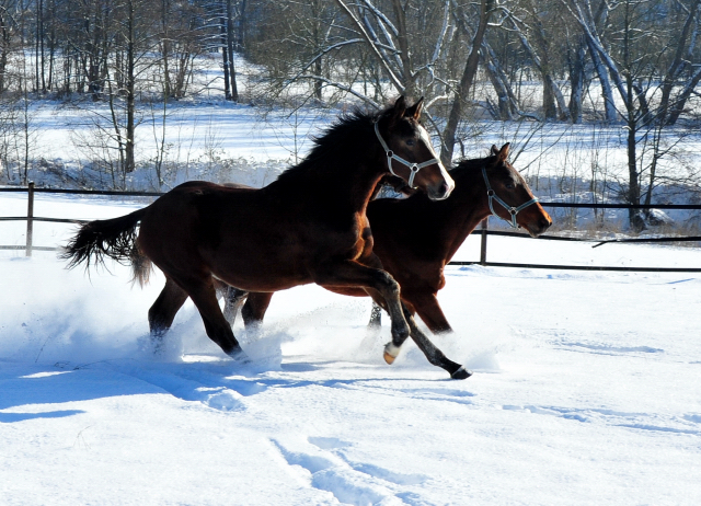 Die Gruppe der Jhrlingshengste im Gestt Hmelschenburg - 11. Februar 2021 - Foto: Beate Langels - 
Trakehner Gestt Hmelschenburg