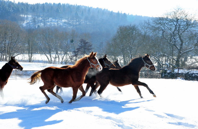 Die Gruppe der Jhrlingshengste im Gestt Hmelschenburg - 11. Februar 2021 - Foto: Beate Langels - 
Trakehner Gestt Hmelschenburg