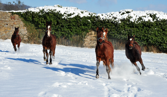 Die Gruppe der Jhrlingshengste im Gestt Hmelschenburg - 11. Februar 2021 - Foto: Beate Langels - 
Trakehner Gestt Hmelschenburg