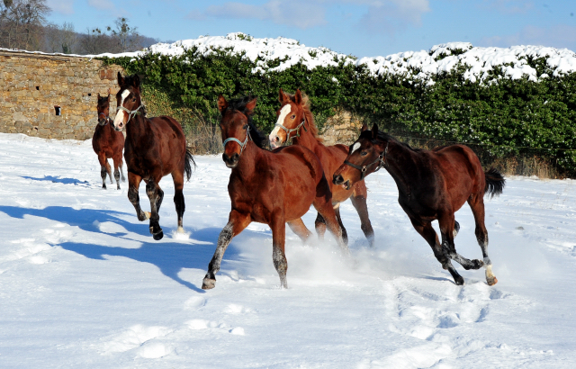 Die Gruppe der Jhrlingshengste im Gestt Hmelschenburg - 11. Februar 2021 - Foto: Beate Langels - 
Trakehner Gestt Hmelschenburg