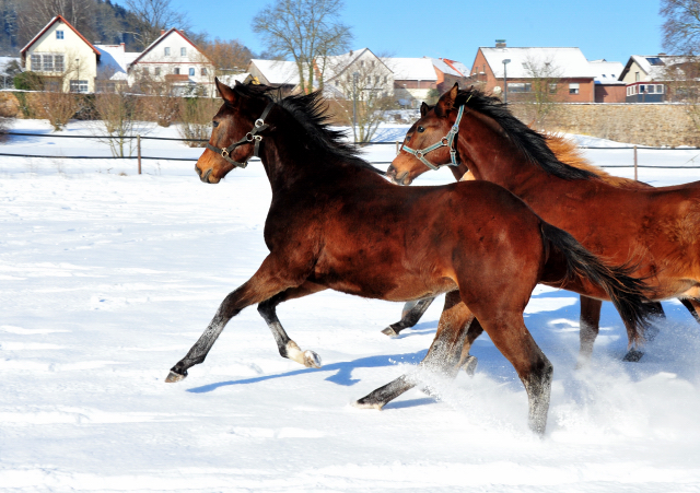 Die Gruppe der Jhrlingshengste im Gestt Hmelschenburg - 11. Februar 2021 - Foto: Beate Langels - 
Trakehner Gestt Hmelschenburg