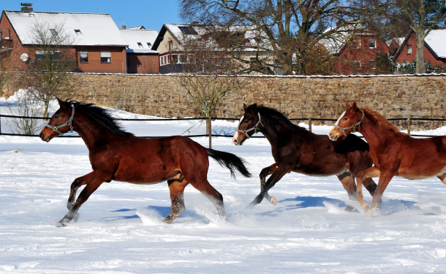 Die Gruppe der Jhrlingshengste im Gestt Hmelschenburg - 11. Februar 2021 - Foto: Beate Langels - 
Trakehner Gestt Hmelschenburg