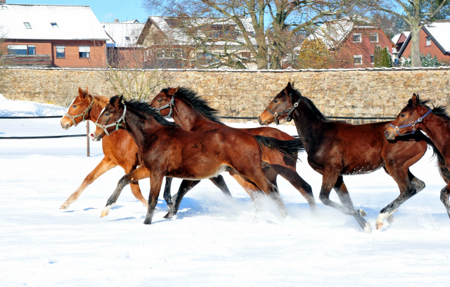 Die Gruppe der Jhrlingshengste im Gestt Hmelschenburg - 11. Februar 2021 - Foto: Beate Langels - 
Trakehner Gestt Hmelschenburg