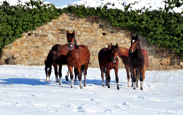 Die Gruppe der Jhrlingshengste im Gestt Hmelschenburg - 11. Februar 2021 - Foto: Beate Langels - 
Trakehner Gestt Hmelschenburg