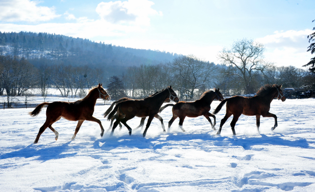 Die Gruppe der Jährlingshengste im Gestüt Hämelschenburg - 11. Februar 2021 - Foto: Beate Langels - 
Trakehner Gestüt Hämelschenburg