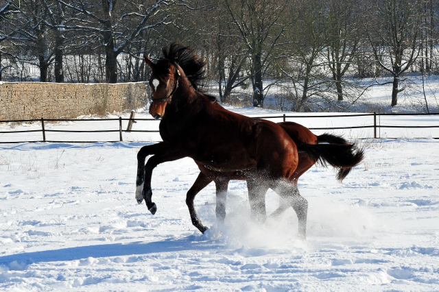 Die Gruppe der Jhrlingshengste im Gestt Hmelschenburg - 11. Februar 2021 - Foto: Beate Langels - 
Trakehner Gestt Hmelschenburg