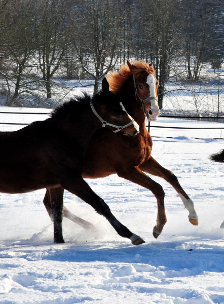 Die Gruppe der Jährlingshengste im Gestüt Hämelschenburg - 11. Februar 2021 - Foto: Beate Langels - 
Trakehner Gestüt Hämelschenburg