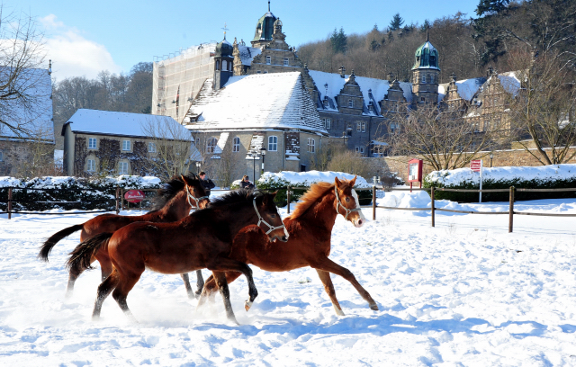 Die Gruppe der Jährlingshengste im Gestüt Hämelschenburg - 11. Februar 2021 - Foto: Beate Langels - 
Trakehner Gestüt Hämelschenburg