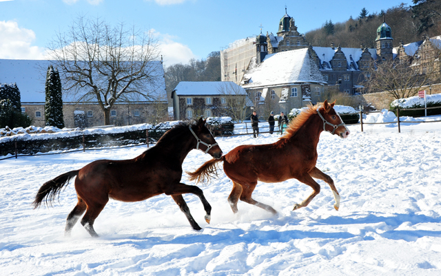 Die Gruppe der Jhrlingshengste im Gestt Hmelschenburg - 11. Februar 2021 - Foto: Beate Langels - 
Trakehner Gestt Hmelschenburg