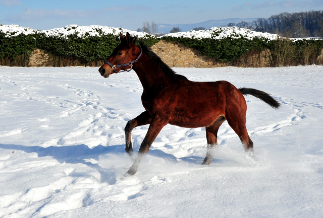 Die Gruppe der Jhrlingshengste im Gestt Hmelschenburg - 11. Februar 2021 - Foto: Beate Langels - 
Trakehner Gestt Hmelschenburg