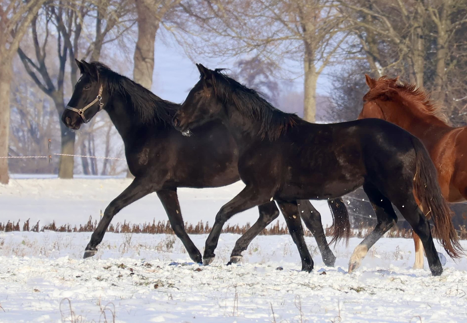 Trakehner und Oldenburger Nachwuchsstuten auf der Feldweide - Trakehner Gest�t H�melschenburg - Beate Langels - Foto Sabine Beyer