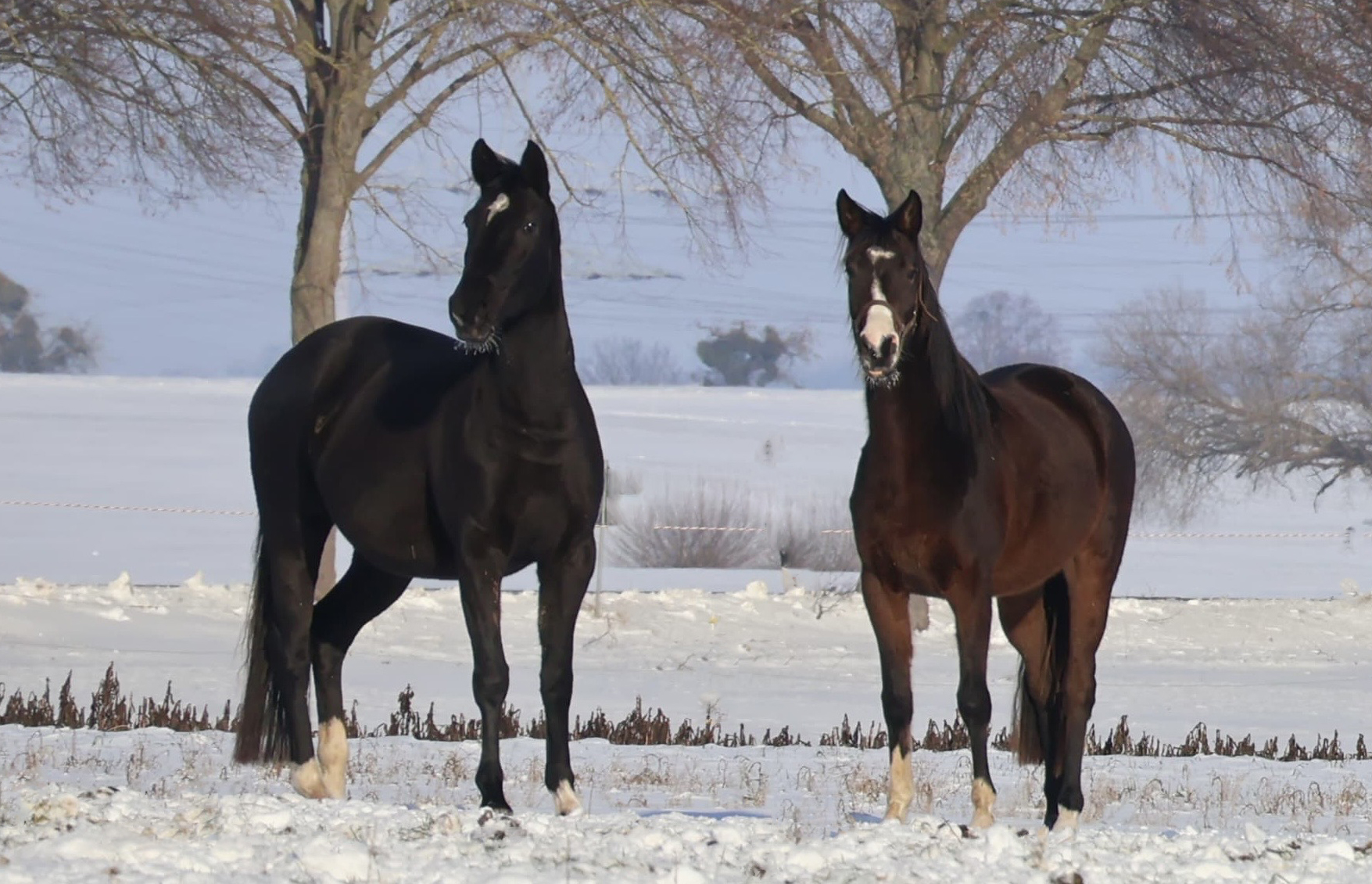 Trakehner und Oldenburger Nachwuchsstuten auf der Feldweide - Trakehner Gestüt Hämelschenburg - Beate Langels - Foto Sabine Beyer
