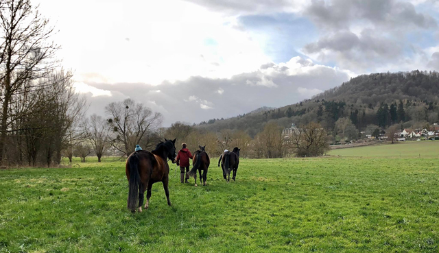 Es geht in den Stall - 11. Februar 2020 - Trakehner Gestt Hmelschenburg - Beate Langels