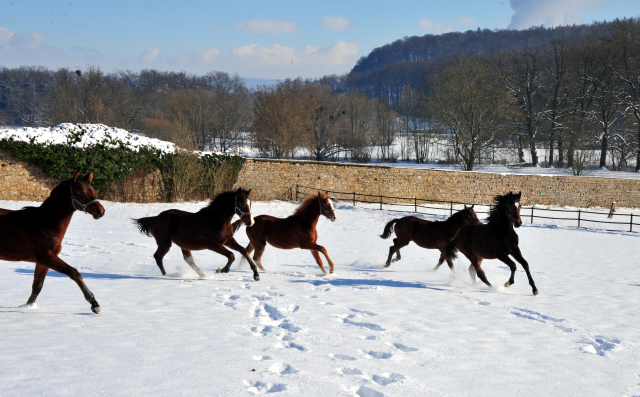 Die Gruppe der Jhrlingshengste im Gestt Hmelschenburg - 11. Februar 2021 - Foto: Beate Langels - 
Trakehner Gestt Hmelschenburg