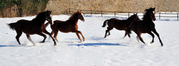 Impressionen vom Februar 2021 - Trakehner Gestt Hmelschenburg  - Foto: Beate Langels