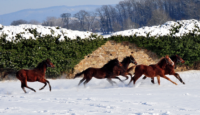 Die Gruppe der Jhrlingshengste im Gestt Hmelschenburg - 11. Februar 2021 - Foto: Beate Langels - 
Trakehner Gestt Hmelschenburg