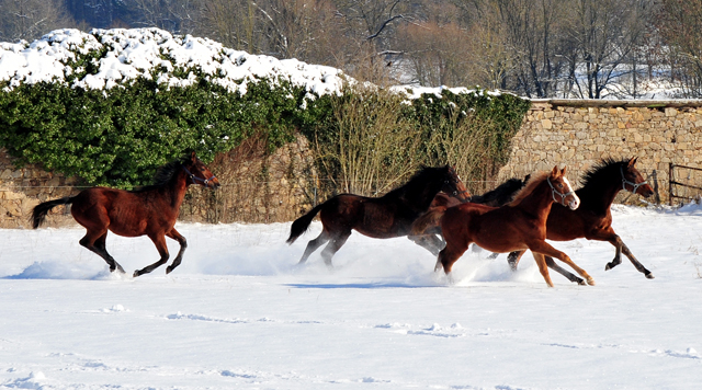 Die Gruppe der Jhrlingshengste im Gestt Hmelschenburg - 11. Februar 2021 - Foto: Beate Langels - 
Trakehner Gestt Hmelschenburg