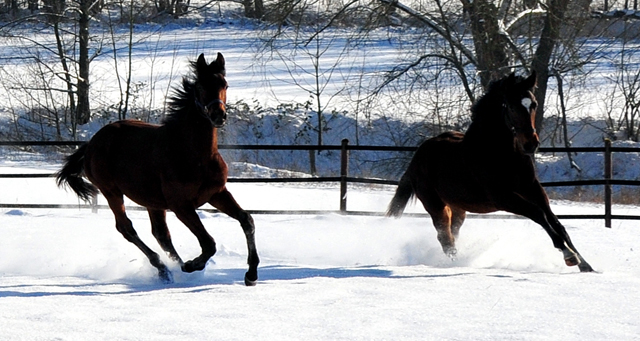 Die Gruppe der Jhrlingshengste im Gestt Hmelschenburg - 11. Februar 2021 - Foto: Beate Langels - 
Trakehner Gestt Hmelschenburg