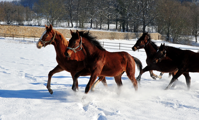 Die Gruppe der Jhrlingshengste im Gestt Hmelschenburg - 11. Februar 2021 - Foto: Beate Langels - 
Trakehner Gestt Hmelschenburg