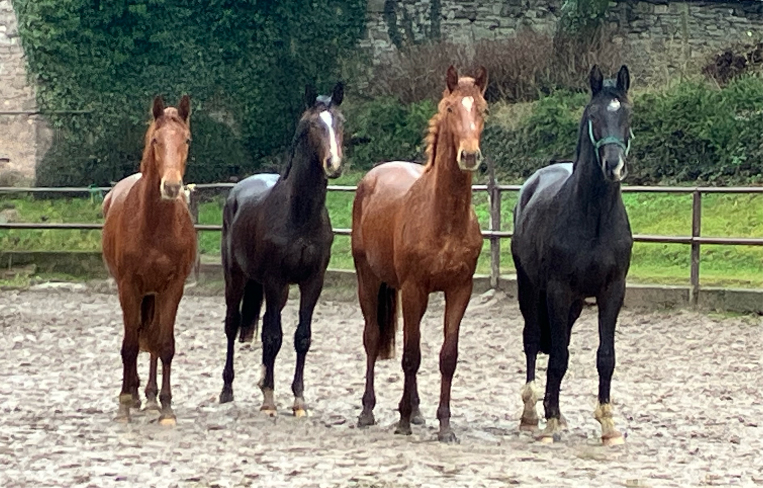 Impressionen - Februar 2024 - Trakehner Gestt Hmelschenburg  - Foto: Beate Langels
