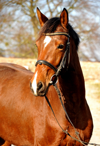 4jhrige Trakehner Stute Kitty von Freudenfest x Exclusiv - Foto: Beate Langels