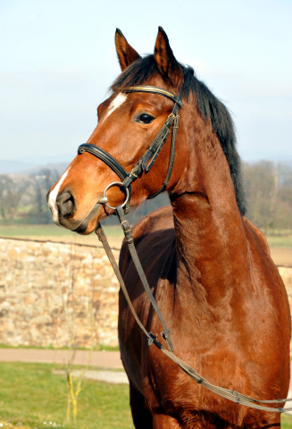 4jhrige Trakehner Stute Kitty von Freudenfest x Exclusiv - Foto: Beate Langels