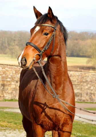 4jhrige Trakehner Stute Kitty von Freudenfest x Exclusiv - Foto: Beate Langels