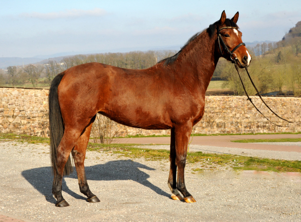 4jhrige Trakehner Stute Kitty von Freudenfest x Exclusiv - Foto: Beate Langels