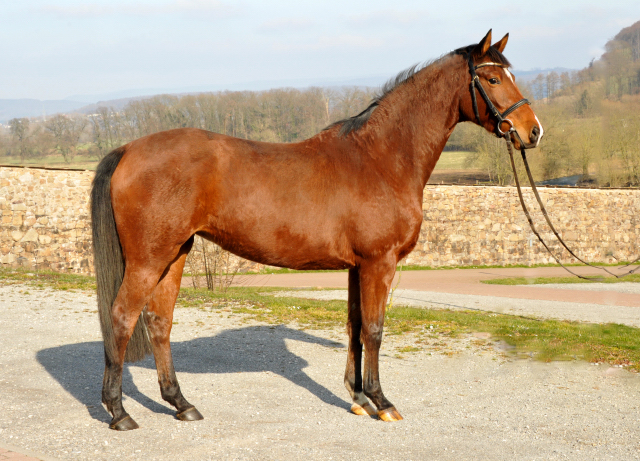 4jhrige Trakehner Stute Kitty von Freudenfest x Exclusiv - Foto: Beate Langels