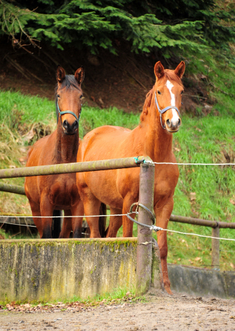 Schwalbe's Beauty und Glory Fire - Foto: Beate Langels