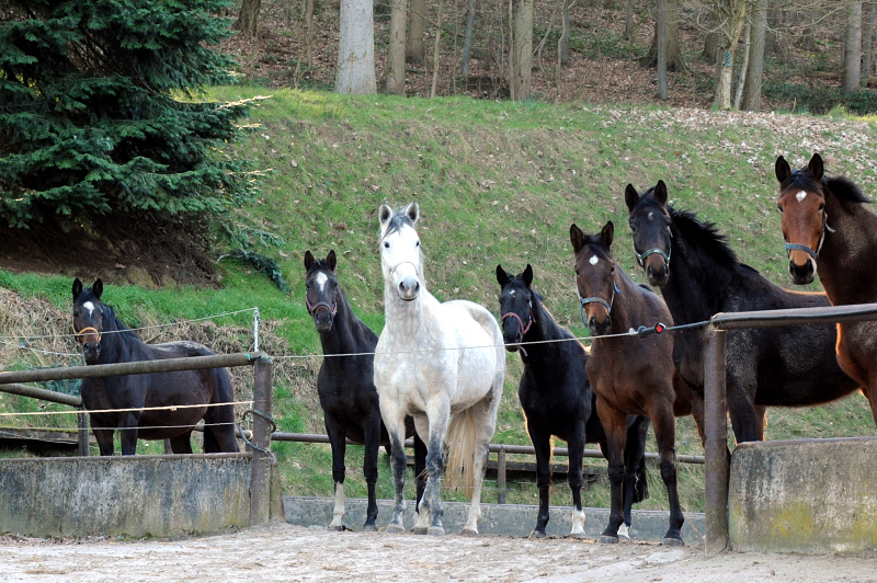 Trakehner Gestt Hmelschenburg - Foto: Beate Langels