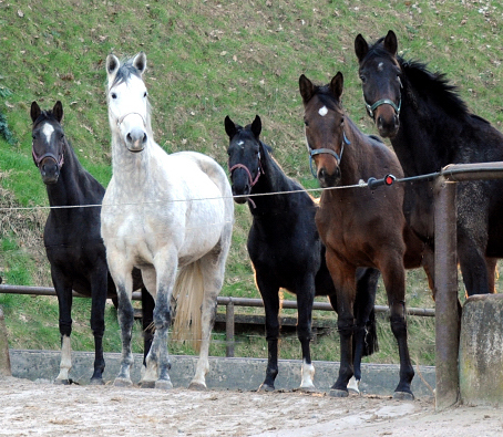 Mrz 2022 - Trakehner Gestt Hmelschenburg  - Foto: Beate Langels