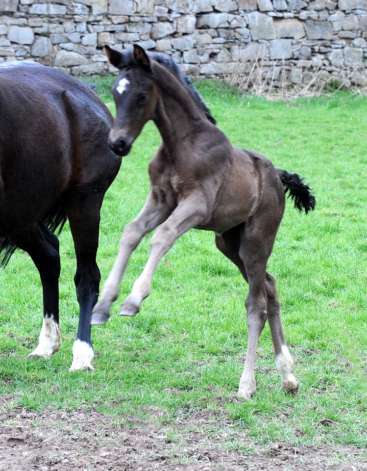 Trakehner Stutfohlen Talizia von Zauberdeyk u.d. Pr.St. Taluna v. Alter Fritz - Foto: Beate Langels - Trakehner 
Gestt Hmelschenburg