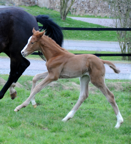 Trakehner Filly by His Moment out of Pr.a.StPrSt. Tacyra by Saint Cyr - Foto: Beate Langels - Trakehner Gestt Hmelschenburg