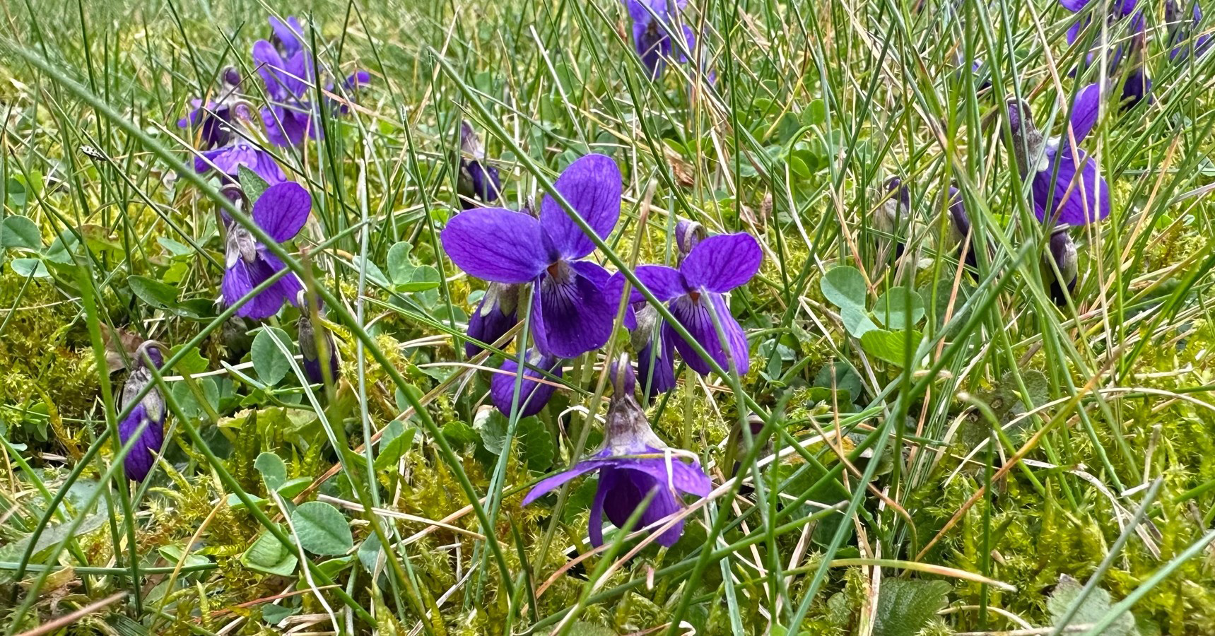 Veilchenbl�te - Foto: Beate Langels