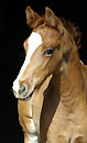 Trakehner colt by Freudenfest out ofTavolara - Trakehner Gestt Hmelschenburg