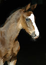 Trakehner colt by Kostolany out of Schwalbenfeder - Trakehner Gestt Hmelschenburg