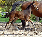 Trakehner colt by Symont out of Guendalina - April 2009 Trakehner Gestt Hmelschenburg