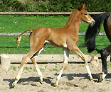 Trakehner colt by Freudenfest out of Kalmar - Trakehner Gestt Hmelschenburg