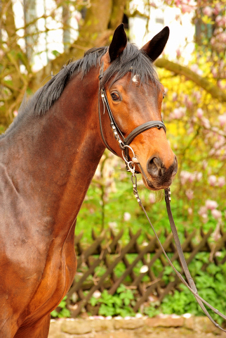 Hengst von Saint Cyr - Summertime - Gribaldi
 - Foto: Beate Langels - Gestt Hmelschenburg