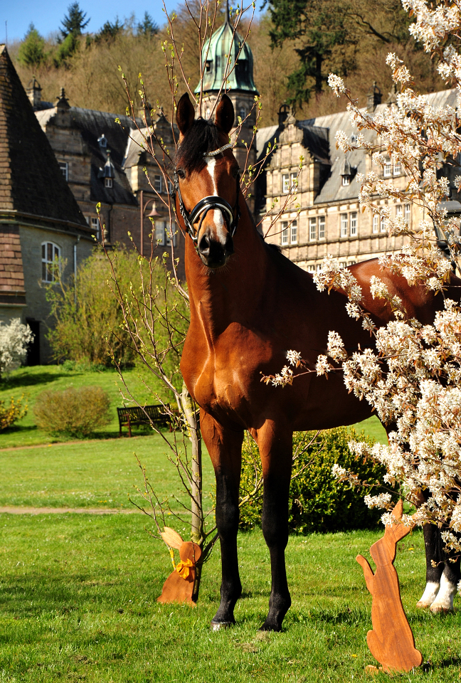 Trakehner Hengst High Motion von Saint Cyr - Foto: Beate Langels - Gestt Hmelschenburg