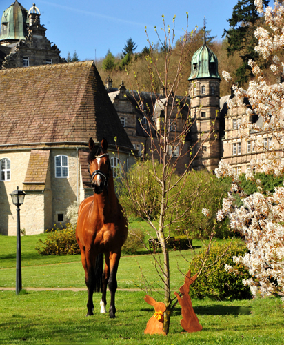 Trakehner Hengst High Motion von Saint Cyr - Foto: Beate Langels - Gestt Hmelschenburg