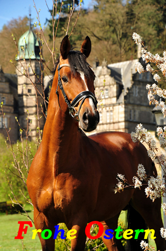 Trakehner Hengst High Motion von Saint Cyr - Foto: Beate Langels - Gestt Hmelschenburg