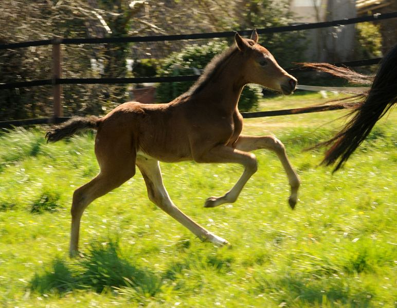 Trakehner Stutfohlen Gabbalina v. Zauberdeyk x High Motion - Gestt Hmelschenburg - Beate Langels